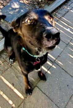SOFIA -  Australian Kelpie Dog for Adoption in Broomfield, Colorado - SOFIA | PetCurious