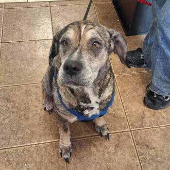 Rescue Plott Hound and Catahoula Leopard Dog Dogs for Adoption in Madill, Oklahoma - Zola | PetCurious