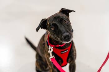 Kisa -  Mixed Breed Dog for Adoption in New York, New York - Kisa | PetCurious