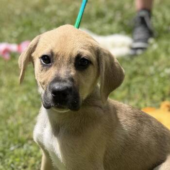 Labrador Retriever and Hound Dogs Available for Adoption in Locust Fork, Alabama - America | PetCurious