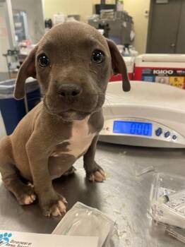 ASPEN -  Pit Bull Terrier and French Bulldog Dog for Adoption in Riverside, California - ASPEN | PetCurious