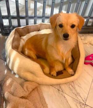 Fluffy (AL) -  Chihuahua Dog for Adoption in New York, New York - Fluffy (AL) | PetCurious