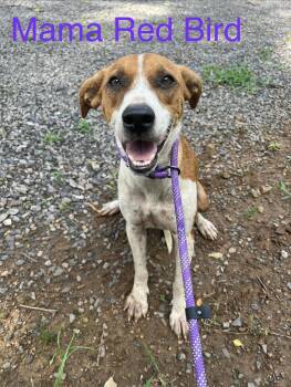 Mama Red Bird -  Labrador Retriever Dog for Adoption in Zimmerman, Minnesota - Mama Red Bird | PetCurious