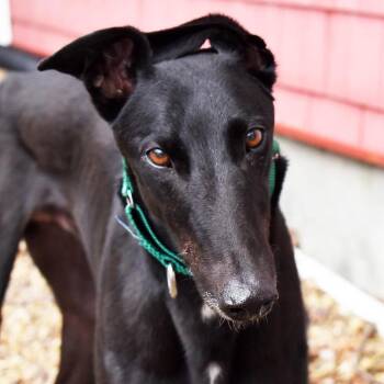 Alan -  Greyhound Dog for Adoption in Ware, Massachusetts - Alan | PetCurious