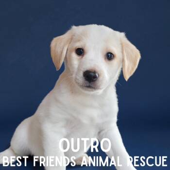 Beagle Dogs Available for Adoption - Outro | PetCurious