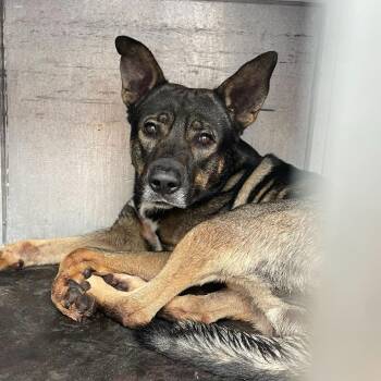 Shepherd and Pit Bull Terrier Dogs Available for Adoption - Benito | PetCurious