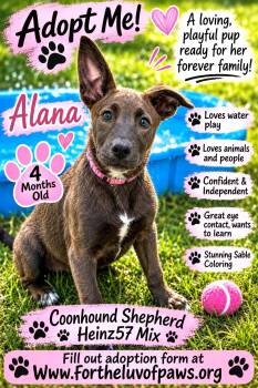Alana -  Coonhound Dog for Adoption in Golden Valley, Arizona - Alana | PetCurious