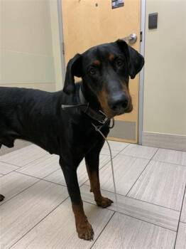 Doberman Pinscher Dogs Available for Adoption in Corpus Christi, Texas - UNK MALE 2 | PetCurious