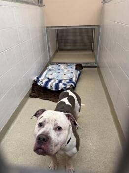 SARGE -  American Bulldog and Mixed Breed Dog for Adoption in Omaha, Nebraska - SARGE | PetCurious