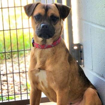 Carabosse -  Pug Dog for Adoption in New Philadelphia, Ohio - Carabosse | PetCurious