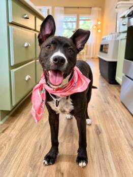 Nikki Kiss Kiss Fun -  Pit Bull Terrier and Labrador Retriever Dog for Adoption in Friendswood, Texas - Nikki Kiss Kiss Fun | PetCurious