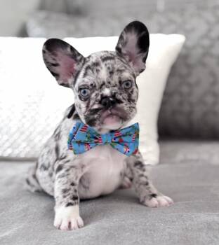 Blu -  French Bulldog Dog Available for Adoption - Blu | PetCurious