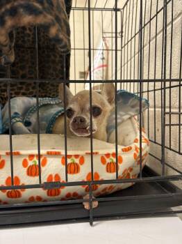 2026-09-082 -  Chihuahua Dog for Adoption in Winder, Georgia - 2026-09-082 | PetCurious