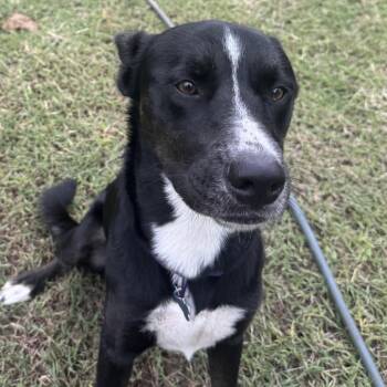 Rooney -  Border Collie and Mixed Breed Dog for Adoption in Boerne, Texas - Rooney | PetCurious