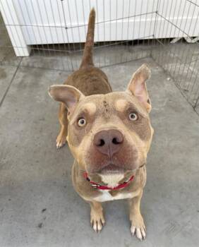 TOAD -  Mixed Breed Dog for Adoption in Palmetto, Florida - TOAD | PetCurious