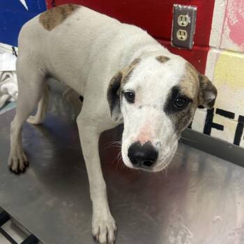 Mixed Breed Dogs Available for Adoption in Lufkin, Texas - Ciera | PetCurious