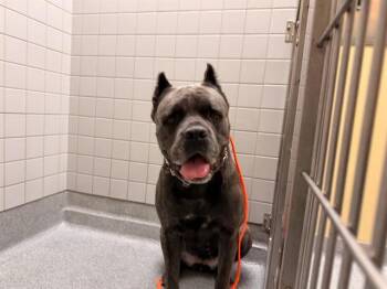 ATHENA -  Cane Corso Dog for Adoption in Tustin, California - ATHENA | PetCurious