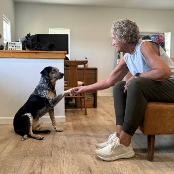 LAYLA (681) -  Australian Cattle Dog Blue Heeler and Mixed Breed Dog for Adoption in Indiantown, Florida - LAYLA (681) | PetCurious