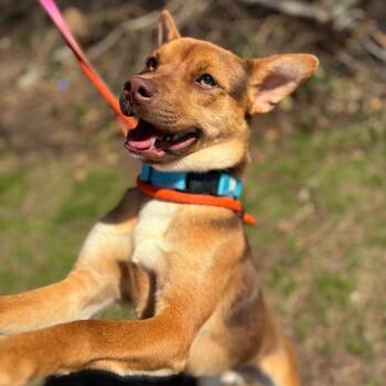 Mixed Breed Dogs Available for Adoption in Westhampton, New York - Alfie | PetCurious
