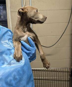 Becka -  Labrador Retriever and Terrier Dog Available for Adoption in Willingboro, New Jersey - Becka | PetCurious