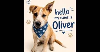 Oliver - "Warning: You might fall in love before you even finish -  Australian Cattle Dog Blue Heeler and Shepherd Dog for Adoption in Green Ridge, Missouri - Oliver - "Warning: You Might Fall In Love Before You Even Finish | PetCurious