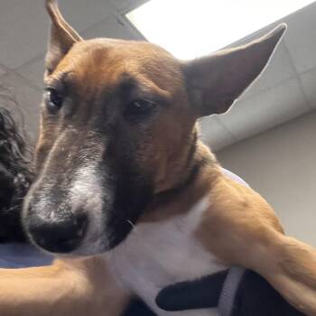 Dot -  Bull Terrier Dog for Adoption in Yuma, Arizona - Dot | PetCurious