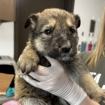 Shepherd and Mixed Breed Dogs Available for Adoption - Twix | PetCurious