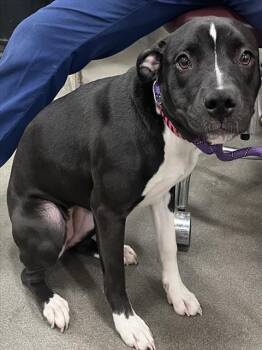 Pit Bull Terrier Dogs Available for Adoption - RAJA | PetCurious