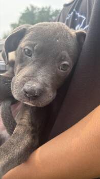 Goff -  Pit Bull Terrier Dog for Adoption in Oxford, Michigan - Goff | PetCurious