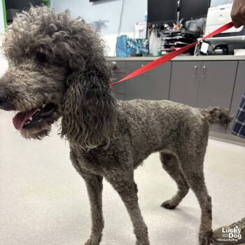 Fanny -  Poodle Dog for Adoption in Washington, District Of Columbia - Fanny | PetCurious