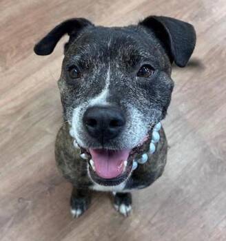 Bella Duncan -  Mixed Breed Dog for Adoption in Savannah, Georgia - Bella Duncan | PetCurious