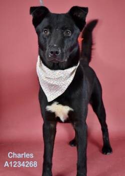 Charles -  Shepherd Dog for Adoption in Thousand Oaks, California - Charles | PetCurious