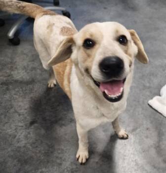 German Shepherd Dog and Mixed Breed Dogs Available for Adoption - GRETEL | PetCurious