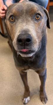 Peanut -  Terrier and Labrador Retriever Dog for Adoption - Peanut | PetCurious