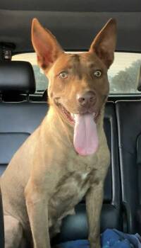 Rescue Pit Bull Terrier Dogs for Adoption in Cleveland, Tennessee - Amber | PetCurious