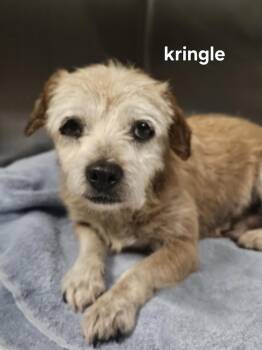 Rescue Wire Fox Terrier Dogs for Adoption in Kimberlin Heights, Tennessee - Kringle | PetCurious