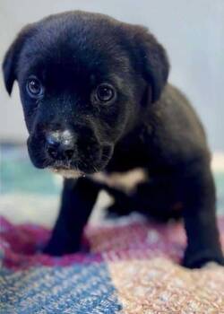 Black Mouth Cur and Labrador Retriever Dogs Available for Adoption - Adelaide | PetCurious