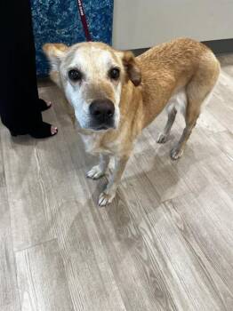 NORTH -  Carolina Dog and Mixed Breed Dog Available for Adoption in Pearland, Texas - NORTH | PetCurious