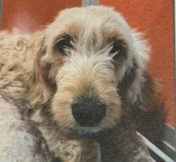 Juniper -  Poodle and Mixed Breed Dog for Adoption in Kansas City, Missouri - Juniper | PetCurious