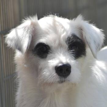 Nicole -  Terrier Dog for Adoption in Auburn, Nebraska - Nicole | PetCurious