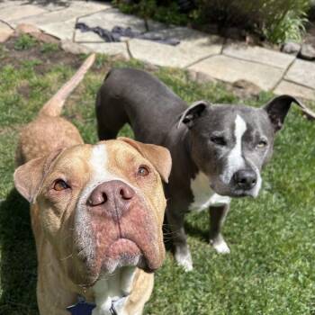Sammy -  Mixed Breed Dog for Adoption in San Francisco, California - Sammy | PetCurious