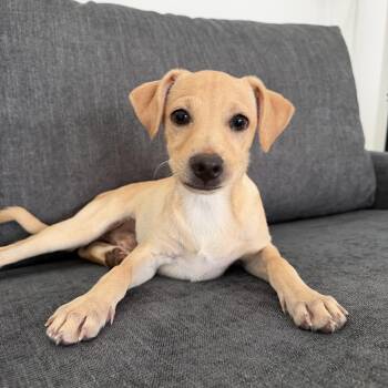 Tortilla -  Labrador Retriever Dog for Adoption in San Diego, California - Tortilla | PetCurious