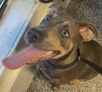 Skywalker ( Rn Butch) -  Pit Bull Terrier and Rottweiler Dog for Adoption in Mobile, Alabama - Skywalker ( Rn Butch) | PetCurious