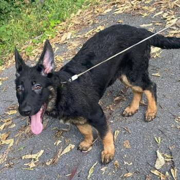 Belle (26-394) -  German Shepherd Dog Dog for Adoption in New Ringgold, Pennsylvania - Belle (26-394) | PetCurious