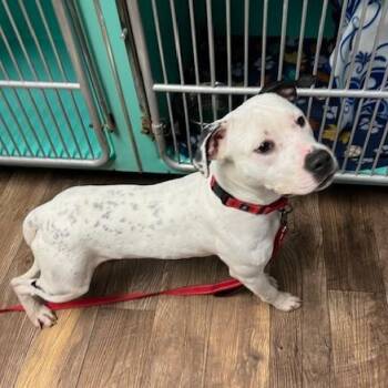 Mixed Breed Dogs Available for Adoption in Owosso, Michigan - Houdini | PetCurious
