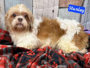 Rescue Shih Tzu Dogs for Adoption in Wheelersburg, Ohio - Stanley | PetCurious