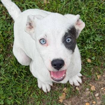 Squeaky (Blue) -  Mixed Breed Dog for Adoption in Blairsville, Georgia - Squeaky (Blue) | PetCurious