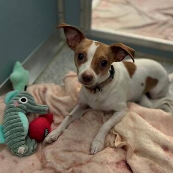 Pancake -  Jack Russell Terrier and Chihuahua Dog for Adoption in South Elgin, Illinois - Pancake | PetCurious