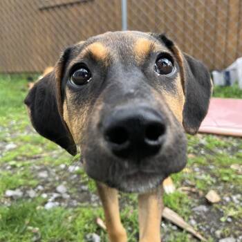 Mountain Cur and Shepherd Dogs Available for Adoption in Saugerties, New York - Eva | PetCurious