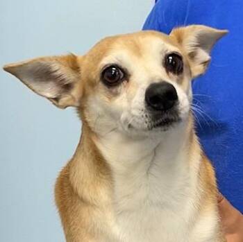 Gremlin -  Corgi Dog for Adoption in Albany, New York - Gremlin | PetCurious